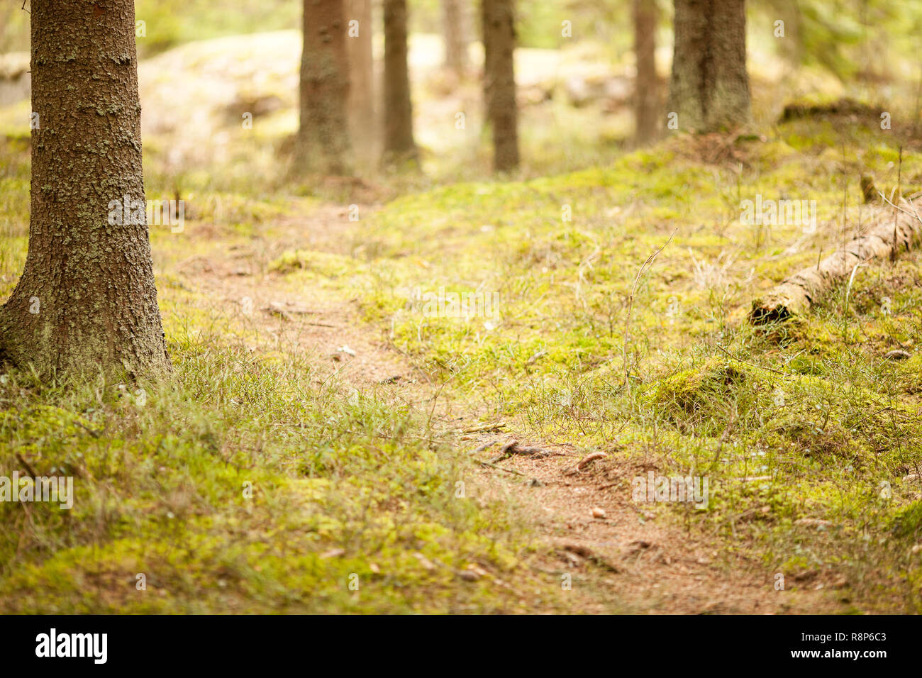 Percorso attraverso Nuuksio National Park, Espoo, Finlandia Foto Stock