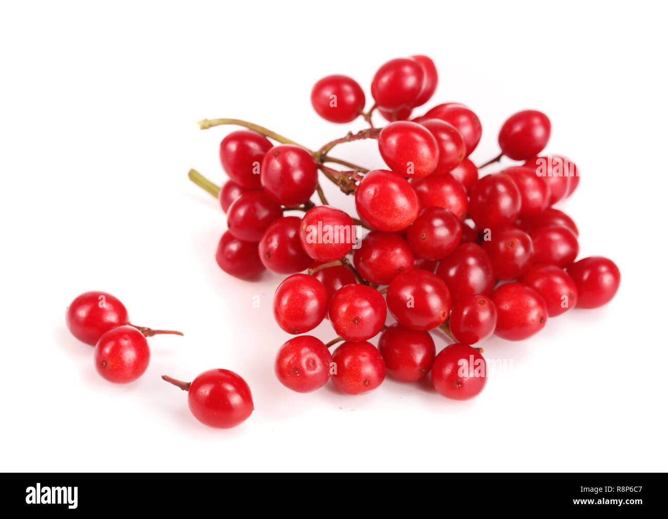 Il ramo di viburnum bacche isolati su sfondo bianco Foto Stock