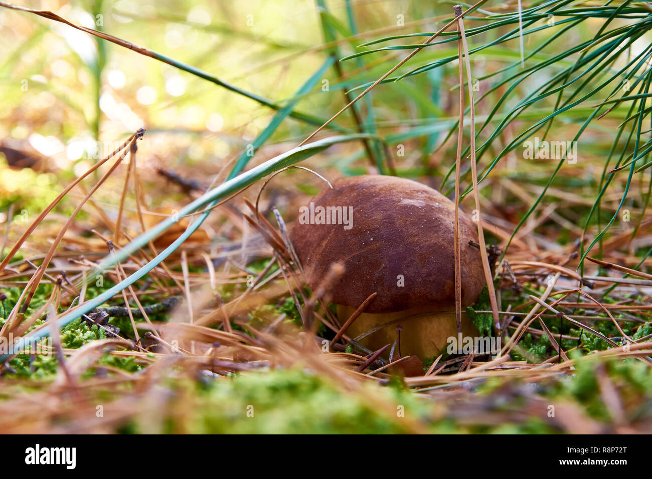 Dettaglio di un piccolo tappo a fungo in un bosco tra l'ago e l'erba Foto Stock