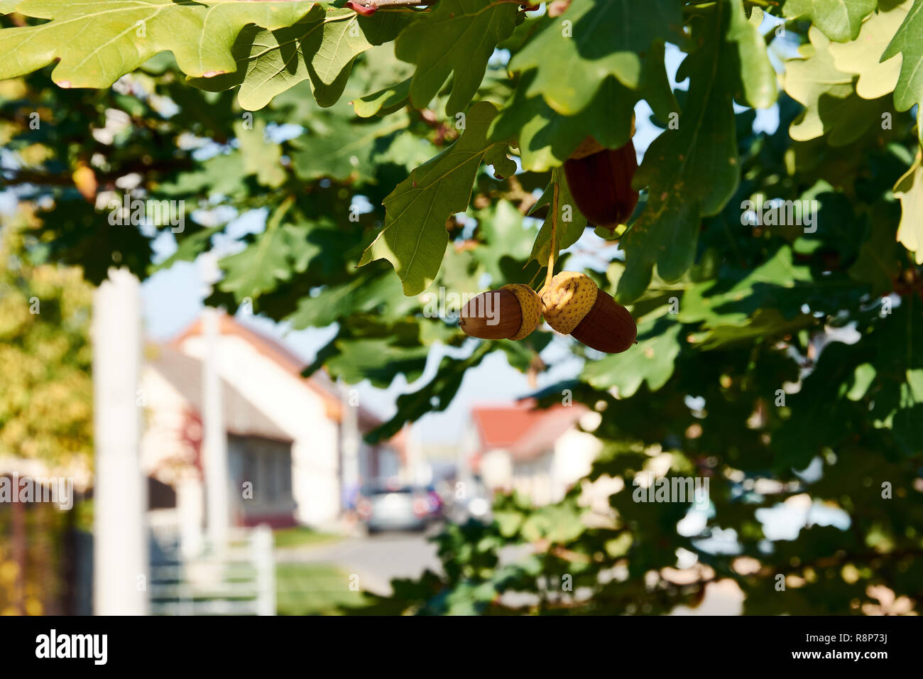 Dettaglio del acorn su albero di quercia tra foglie, edifici, su strada e la città di sfondo, soleggiata in estate o in autunno giorno Foto Stock