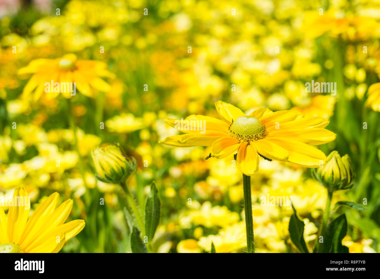 Close-up di giallo chrysanthemoides Euryops (bush Africano Daisy) Fiori d'estate. Foto Stock