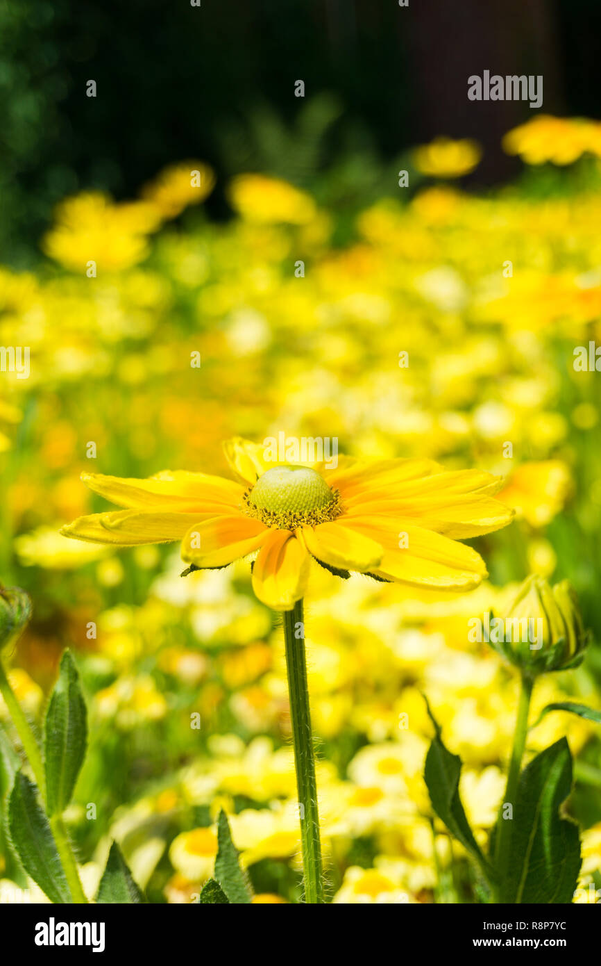 Close-up di giallo chrysanthemoides Euryops (bush Africano Daisy) Fiori d'estate. Foto Stock