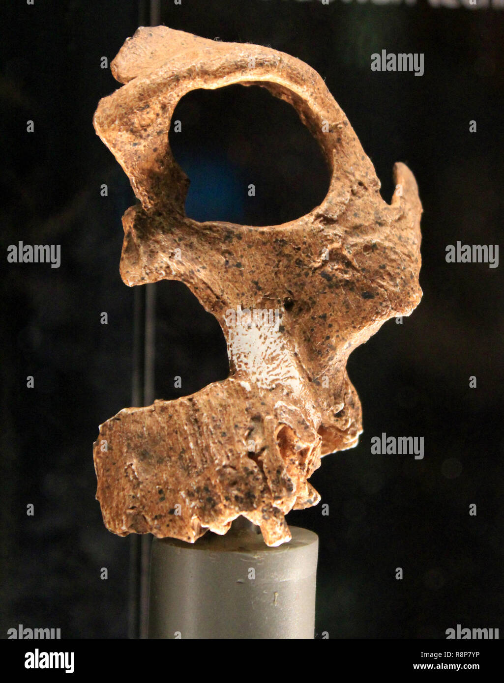Evoluzione umana fossile Foto Stock