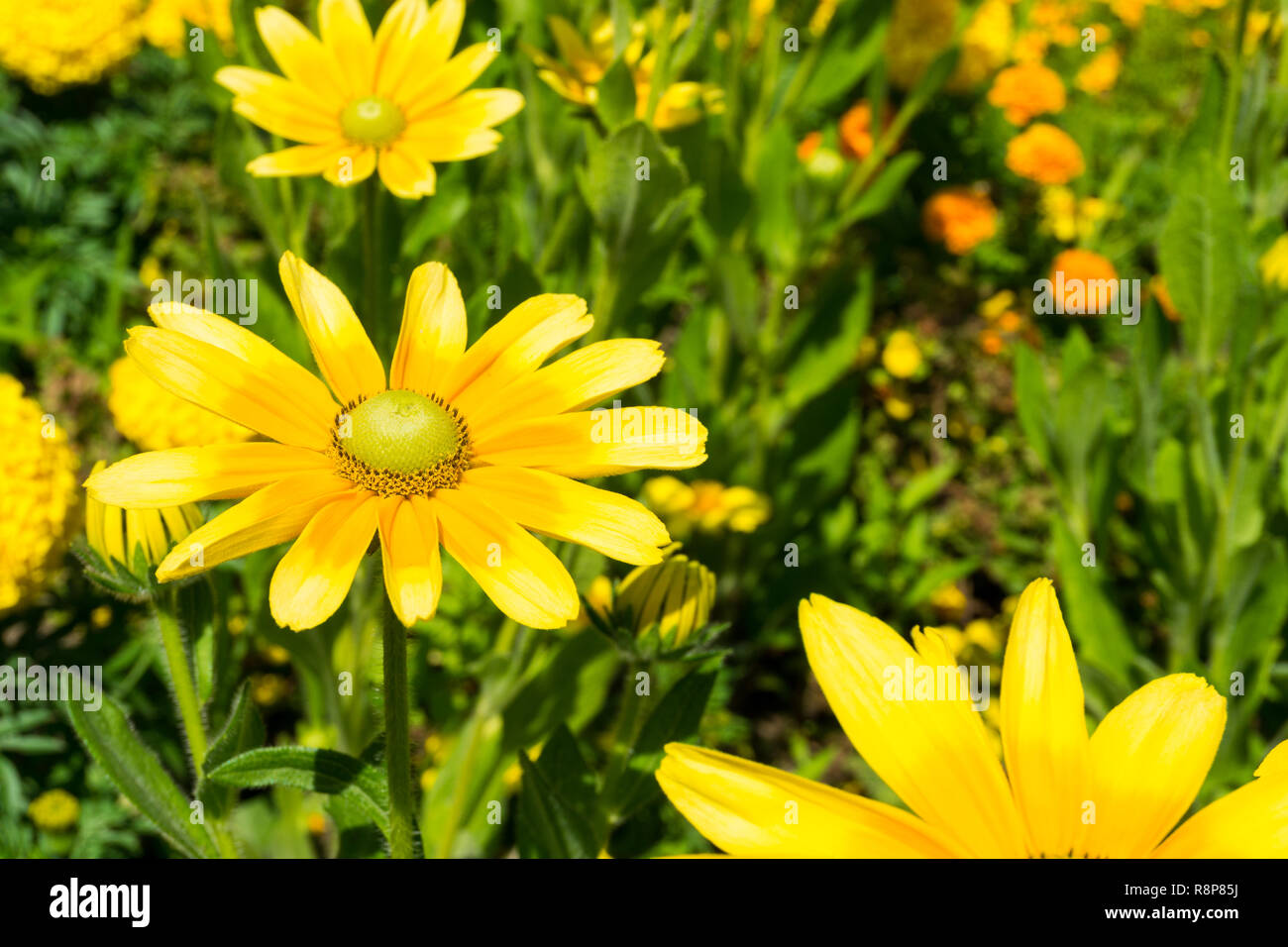 Close-up di giallo chrysanthemoides Euryops (bush Africano Daisy) Fiori d'estate. Foto Stock