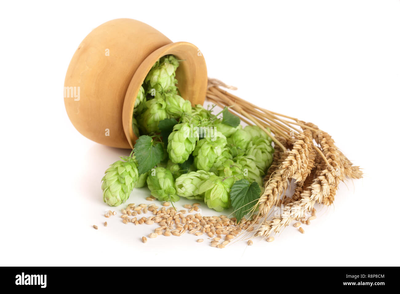 Coni di luppolo in un recipiente di legno con spighe di grano isolato su sfondo bianco di close-up Foto Stock