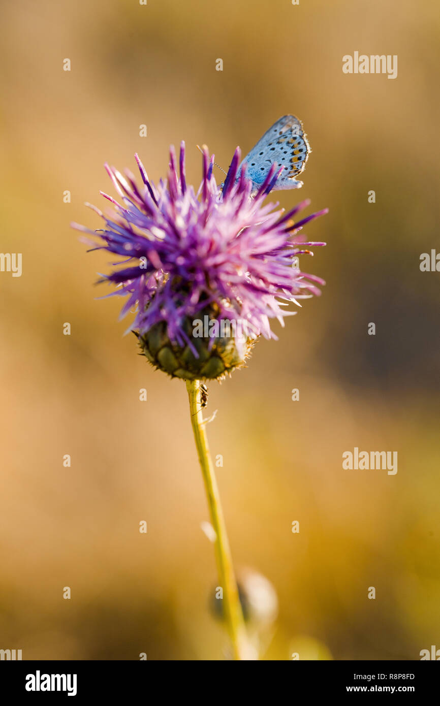 Farfalla su fiore di cardo in fiore nel campo Foto Stock