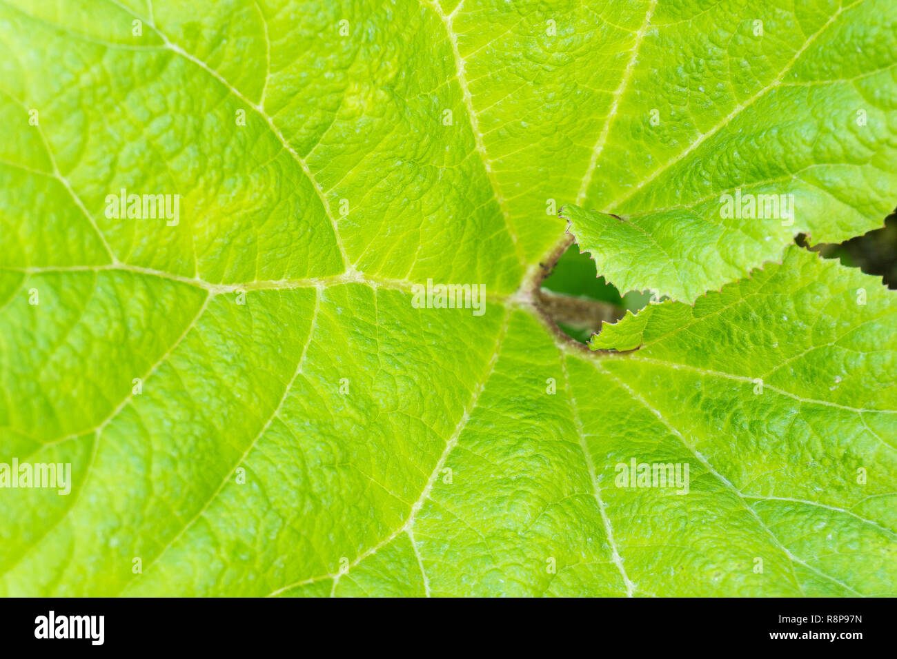 Close-up di verde Ninfee in una giornata di sole. Foto Stock