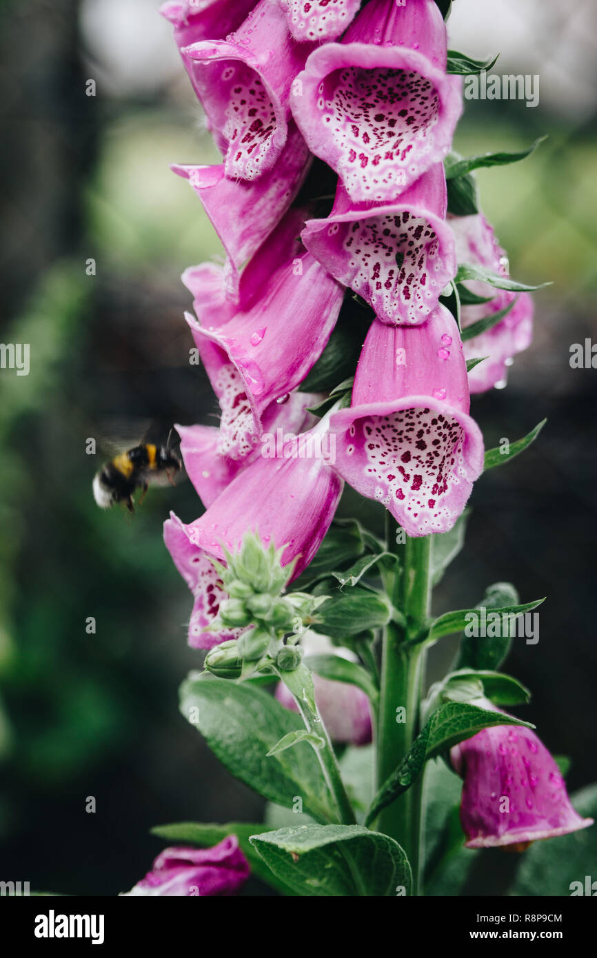 Questo bumblebee è occupato di impollinazione la bella rosa foxglove. Si tratta di un fiore velenoso ma ad uno splendido uno. Foto Stock