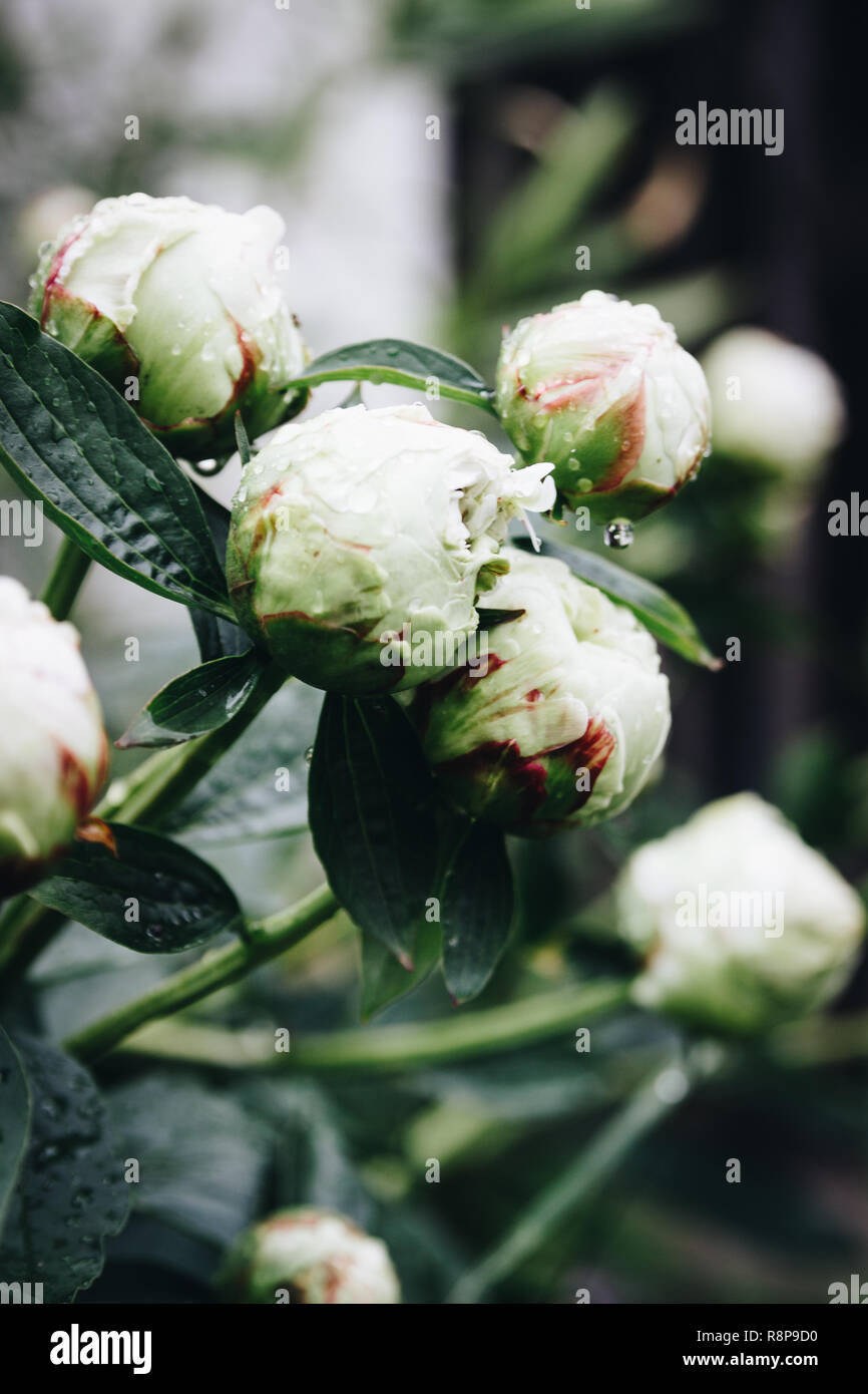 Peonie bianco sono un opulento, delicato ma estremamente bello fiore. Ogni giardino dovrebbe avere le peonie. Foto Stock