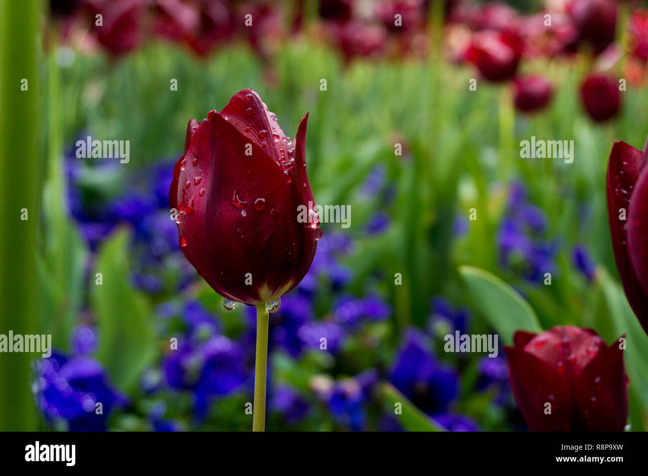 Close-up di un campo di fiori con tulipani rossi in un giorno di pioggia. Foto Stock