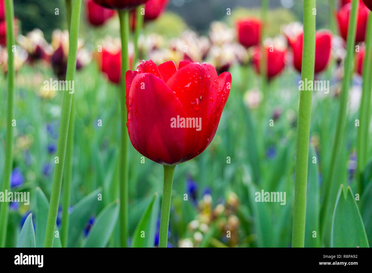 Close-up di bella tulipani rossi con gocce di rugiada su un campo. Foto Stock