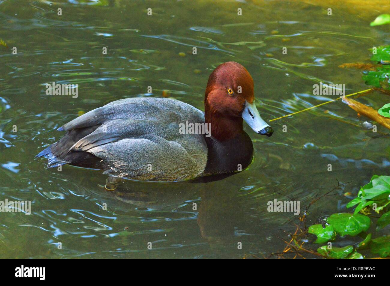 Duck sullo stagno Foto Stock