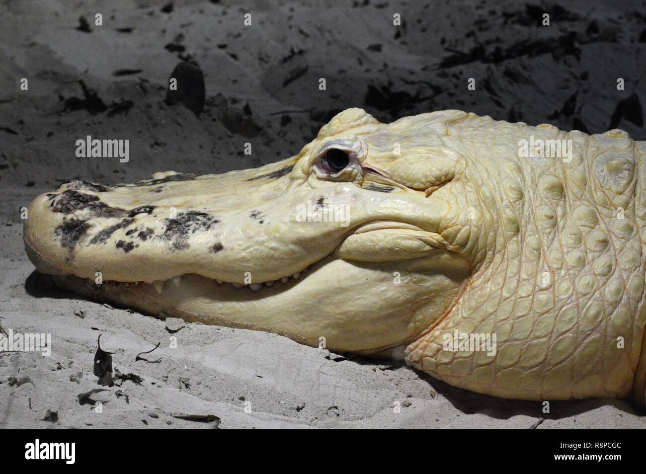 Il coccodrillo dell'Albino in Florida Foto Stock