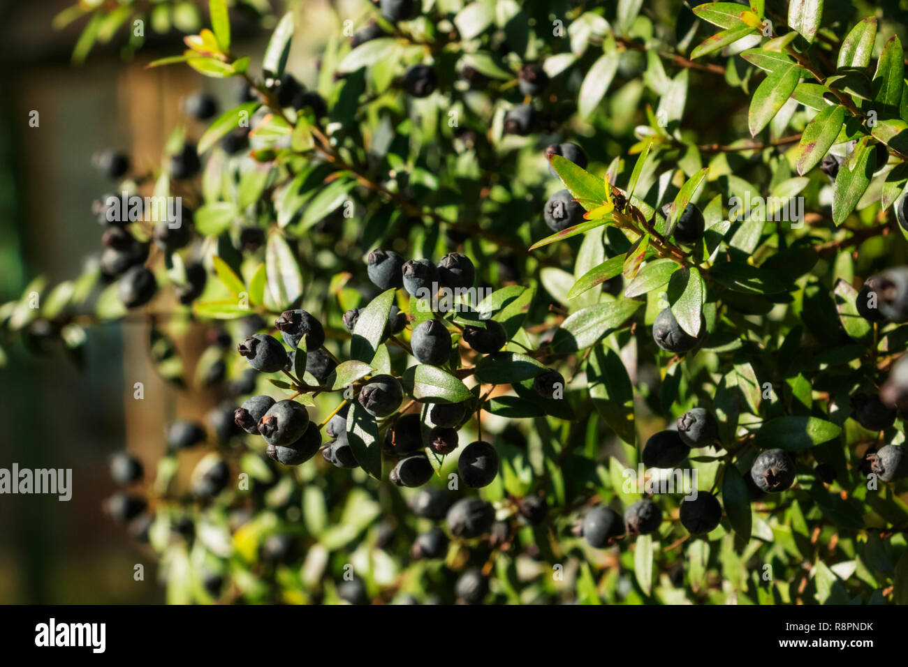 Fantastico il ramo di mirto con blu-nero , frutta-Myrtus communis - luce e ombre Foto Stock