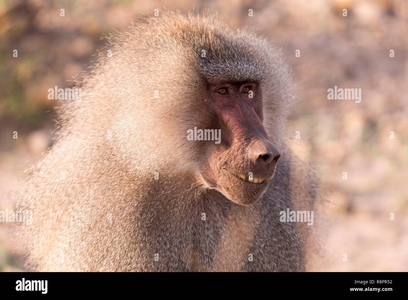 Etiopia, Rift Valley, inondato, Hamadryas baboon (Papio hamadryas), maschio dominante Foto Stock