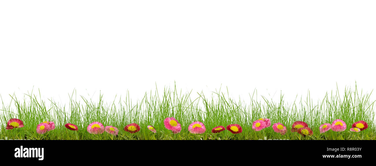 Erba prato fiori campane narcisi fiori di primavera margherite Foto Stock