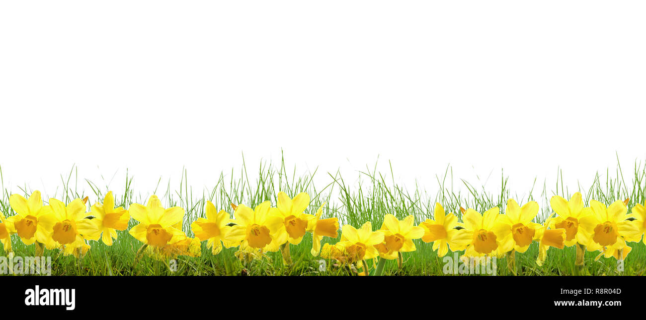 Erba prato fiori campane narcisi fiori di primavera margherite Foto Stock