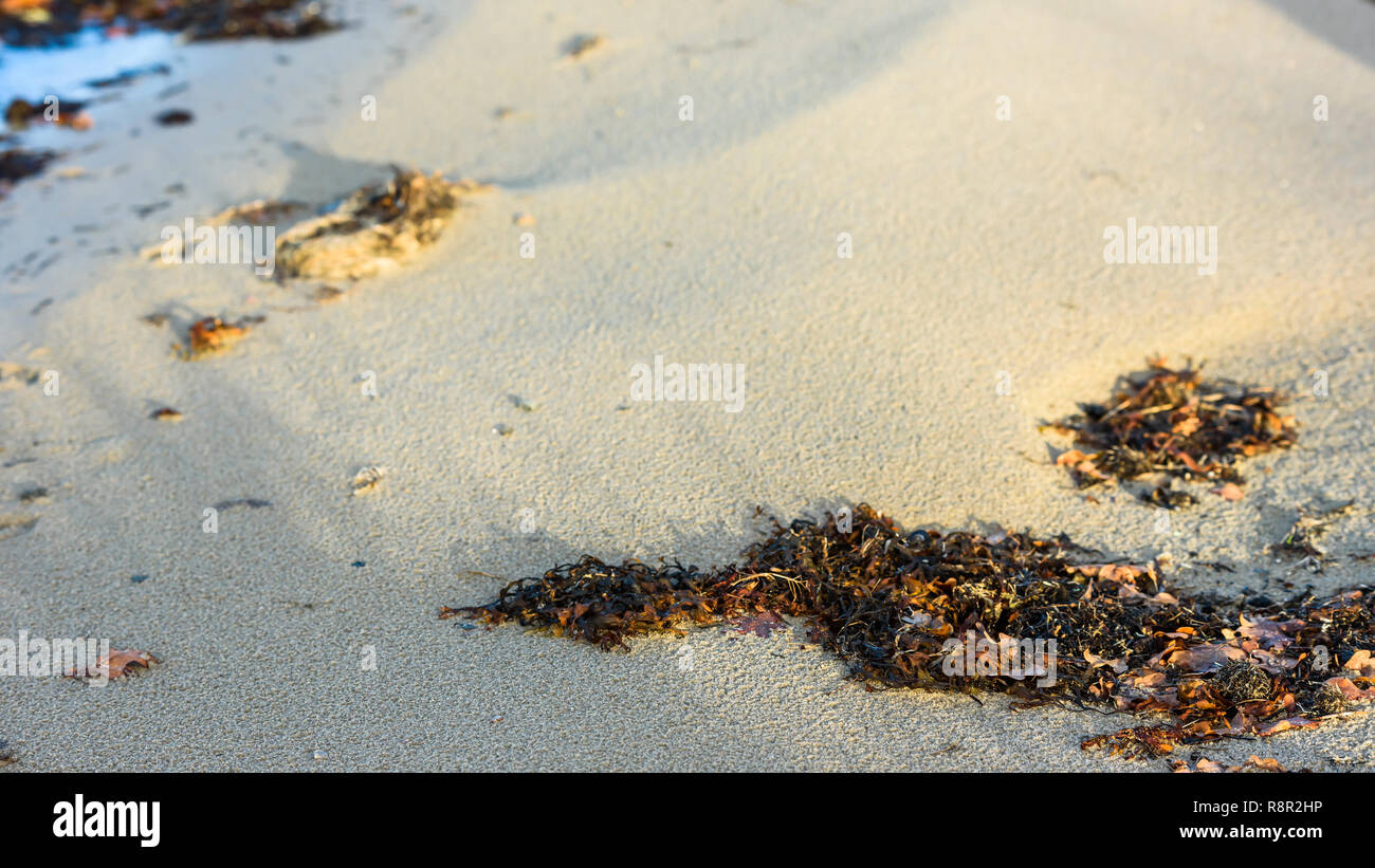 Le alghe e la vescica wrack sulla riva sabbiosa. Messa a fuoco poco profondi sul secco wrack della vescica. Foto Stock