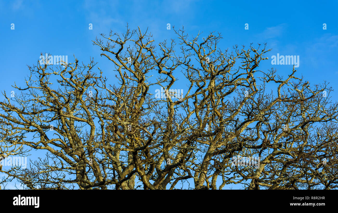 Parte di una quercia tettoia con rami spogli contro il cielo blu. Foto Stock