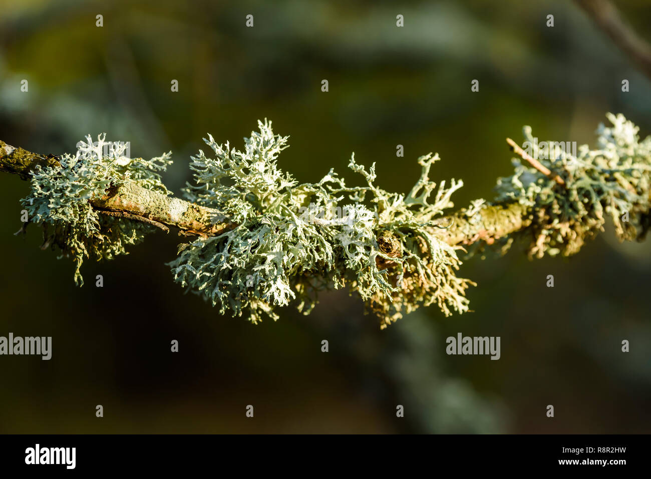 Il Lichen Evernia prunastri o muschio di quercia, qui su un ramo di quercia. Foto Stock