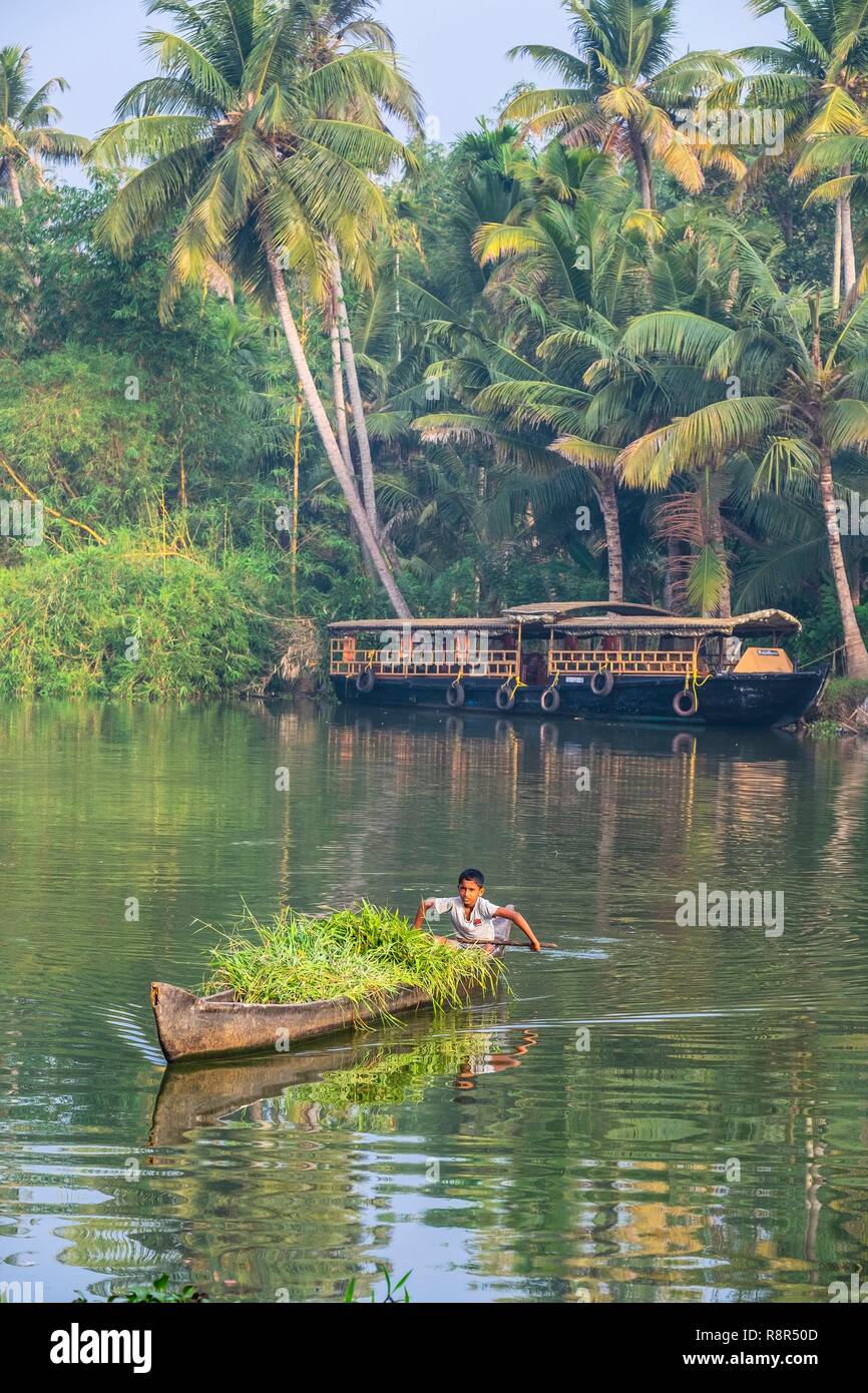 India, stato del Kerala, Kumarakom, paesino immerso nella cornice del Lago Vembanad, crociera sul backwaters (lagune e canali reti) con una kettuvallam (casa tradizionale barca) e il giovane ragazzo che trasportano i foraggi Foto Stock