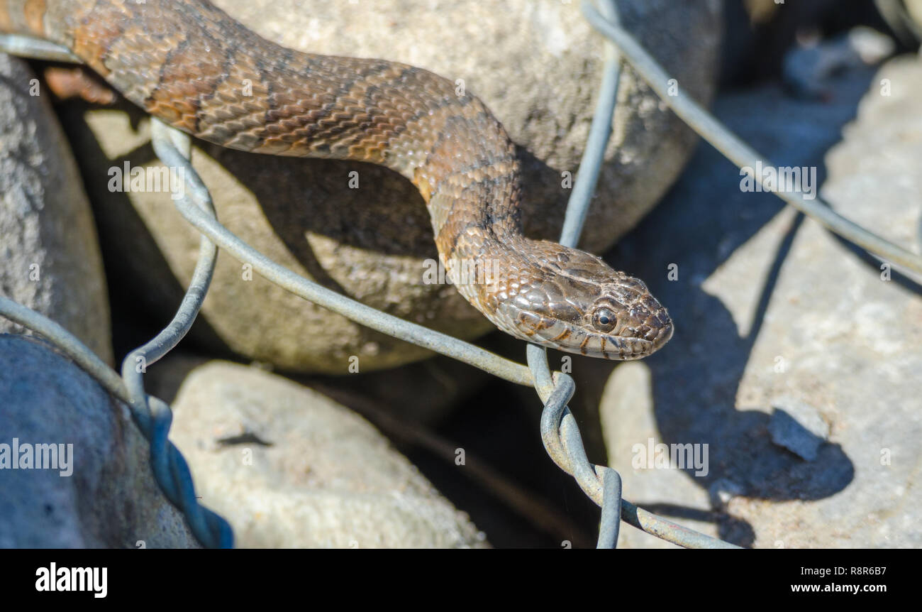 Acqua settentrionale snake (Nerodia sipedon) grandi, nonvenomous, comune snake in famiglia Colubridae, si crogiola nella luce del sole su rocce cablata. Foto Stock