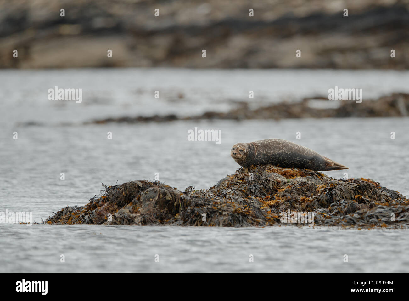 Comune di Porto o la guarnizione (Phoca vitulina) Foto Stock