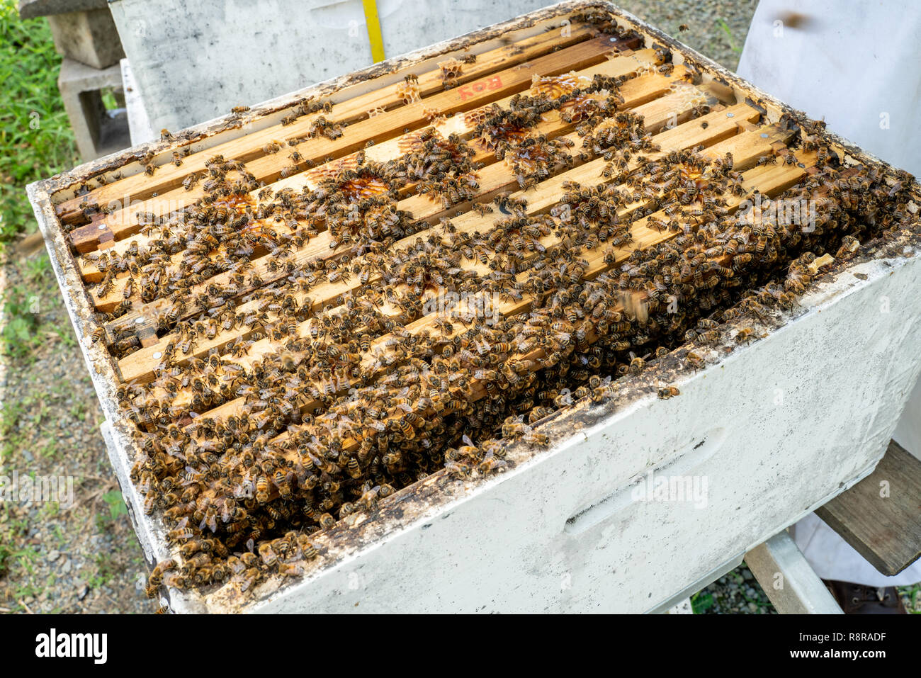Chiudere fino all'interno di un alveare che mostra molte le api (Apis melifera) seduti sui telai per ripulire il miele Foto Stock