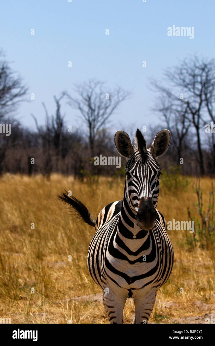 La Burchell Zebra dieta base dell'Africa predatori Apex Foto Stock