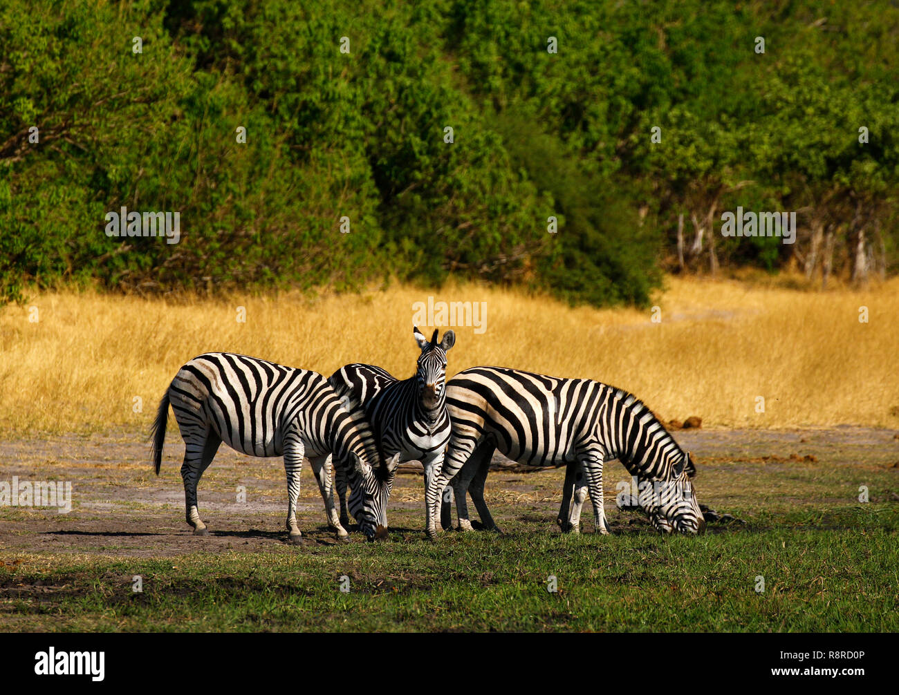 La Burchell Zebra dieta base dell'Africa predatori Apex Foto Stock
