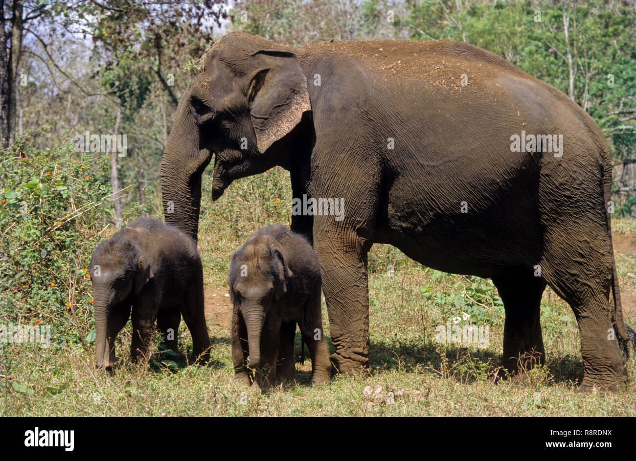 Gli elefanti femminile e i giovani gemelli Cubs vitelli (Elephas maximus) Foto Stock