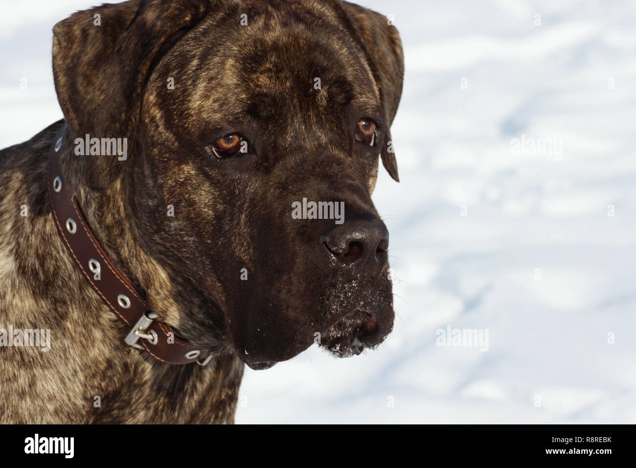 Cane Corso Foto Stock