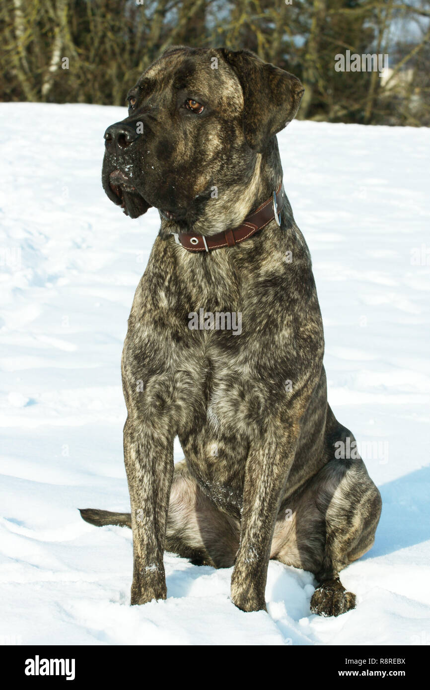 Cane Corso Foto Stock