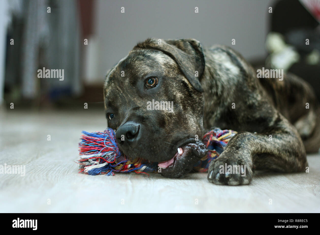 Cane corso cucciolo giocando con fune Foto Stock