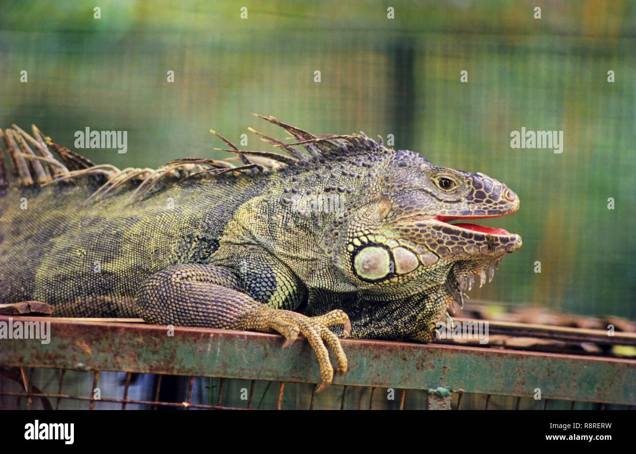 Rettili, (Iguana Iguana iguana), Bannerghatta National Park, Bangalore, Karnataka, India Foto Stock
