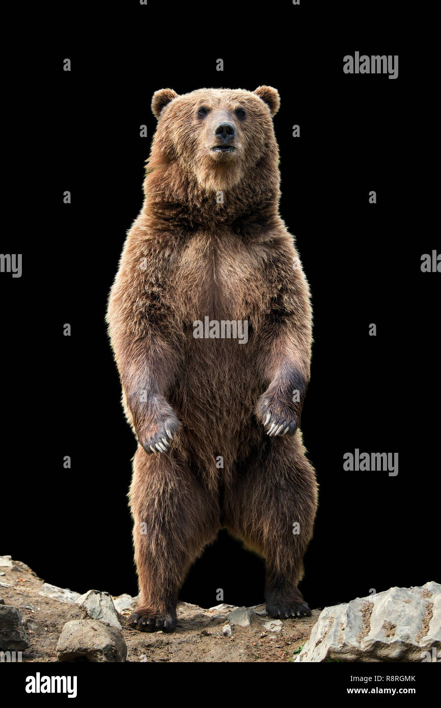 L'orso bruno (Ursus arctos) in piedi sulle sue zampe posteriori su sfondo nero Foto Stock