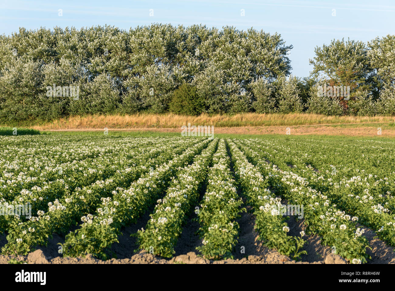 Terreni agricoli con lussureggiante fioritura delle piante di patata (solanum tuberosum) crescente in righe durante l'estate. Ci sono alberi in background e cielo blu sopra. Foto Stock