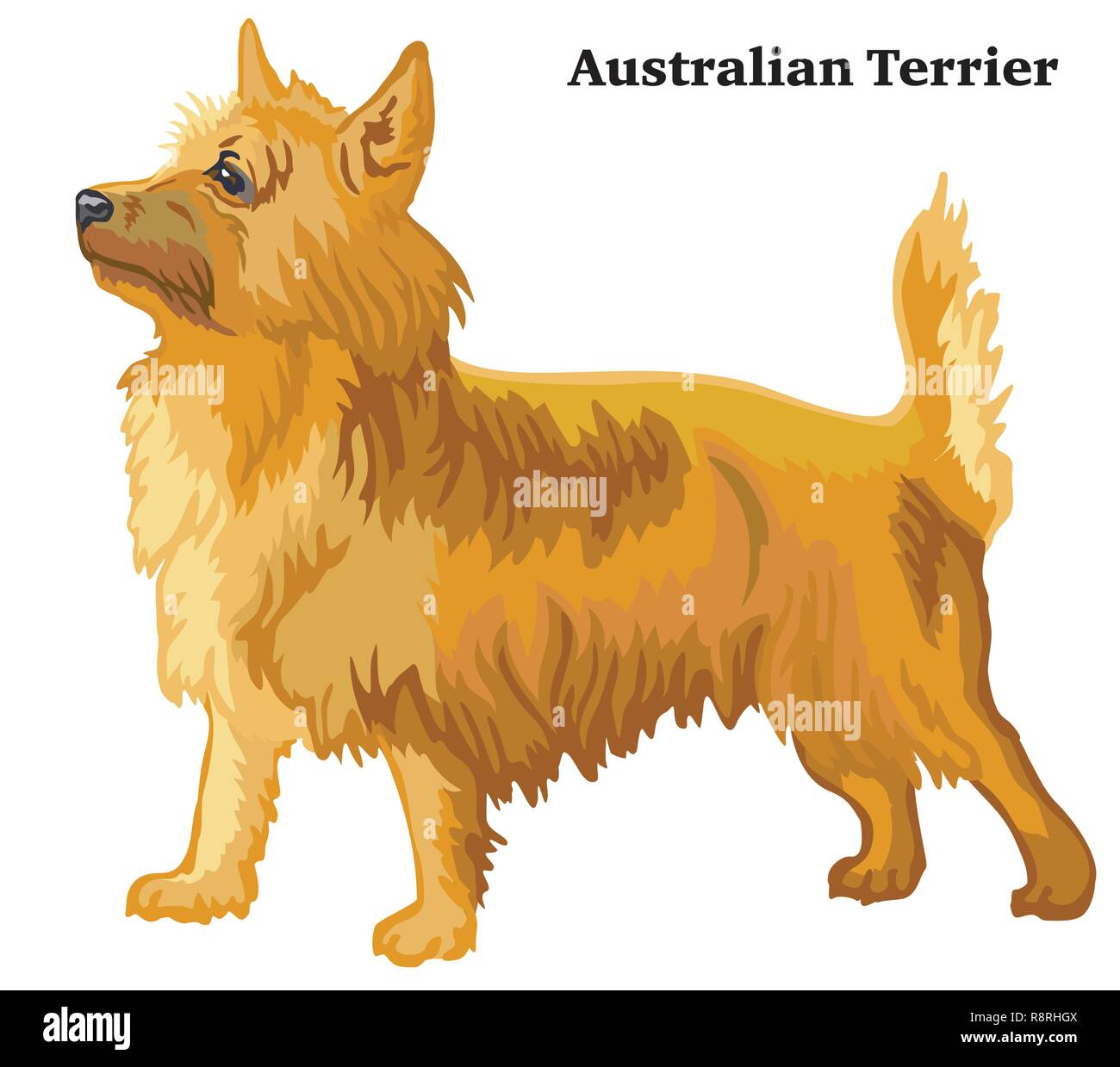 Ritratto di standing in profilo cane Australian Terrier, vettore illustrazione colorata isolati su sfondo bianco Illustrazione Vettoriale
