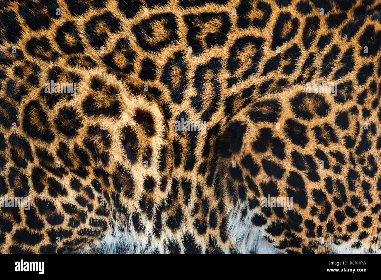 Leopard fur texture di sfondo immagine di sfondo Foto Stock