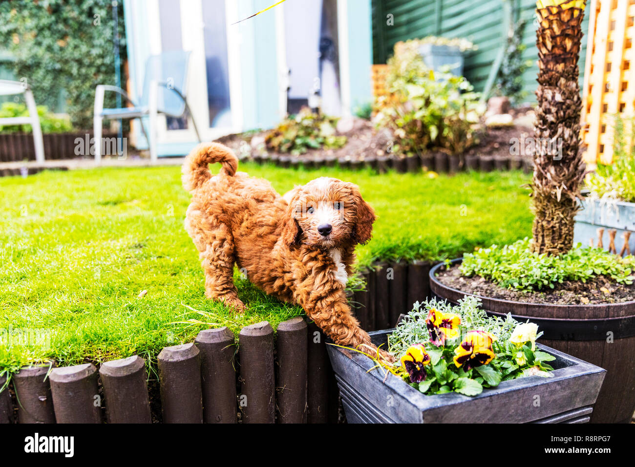 Maliziosa cane cucciolo sbarazzino, sfrontato cucciolo, sfrontato cane, cucciolo, cane, cockapoo, naughty cucciolo, naughty dog, niente di buono, cattivo, sfrontato, cucciolo Foto Stock