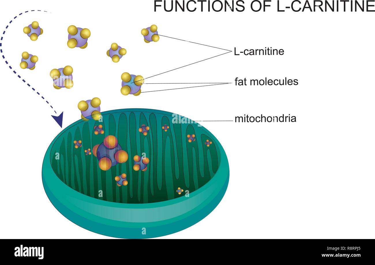 Illustrazione vettoriale di L-carnitina trasporta molecole dei grassi nei mitocondri. Illustrazione Vettoriale