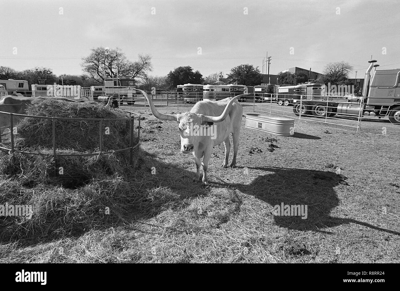 Texas Longhorn bovini Foto Stock
