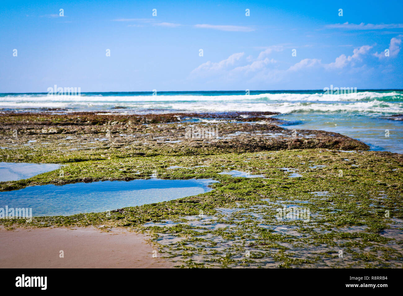 Conchiglie e Coralli sulla spiaggia in Mozambico Foto Stock