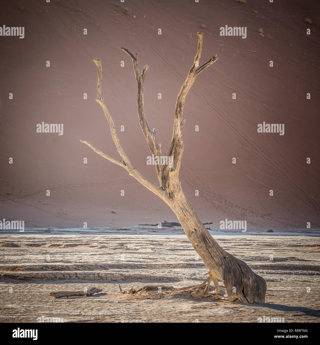 Dune rosse e alberi Foto Stock
