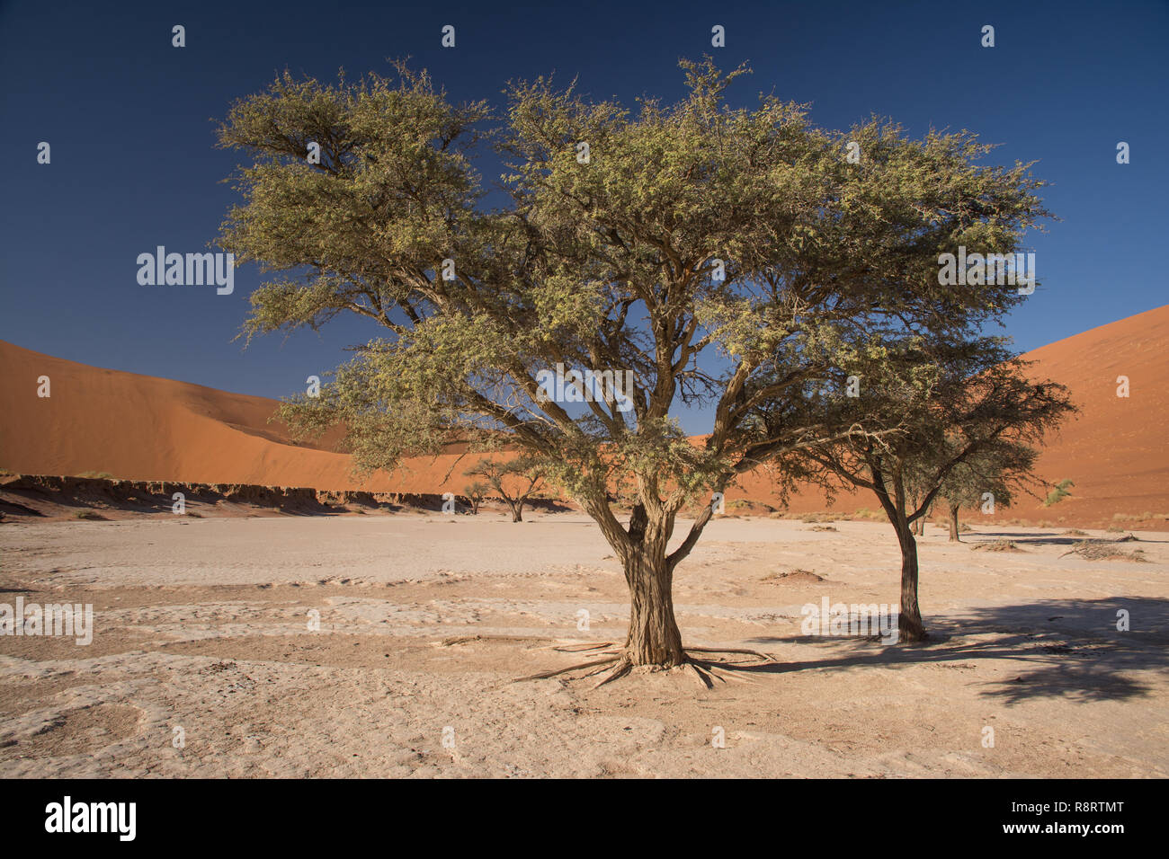 Dune rosse e alberi Foto Stock