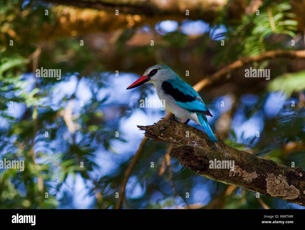 Una comune e widspread inter-migranti africani la chiamata distintivo del Bosco Kingfisher è sentito in una vasta gamma di habitat Foto Stock