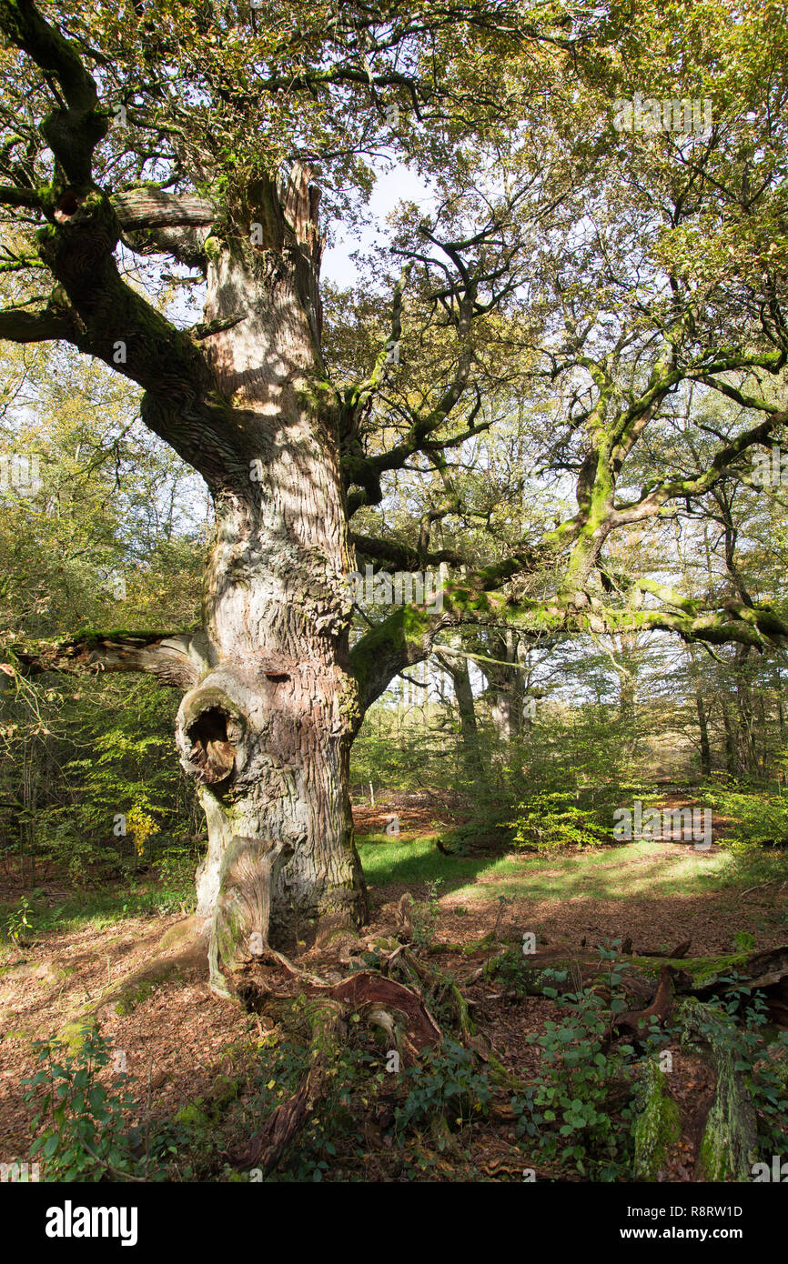 Urwald, Wald, natürlicher Mischwald, Eichenwald, Totholz, Baumriese, alte Eiche, Quercus, foreste vergini, la foresta vergine, deadwood, legno morto, rovere, oa Foto Stock