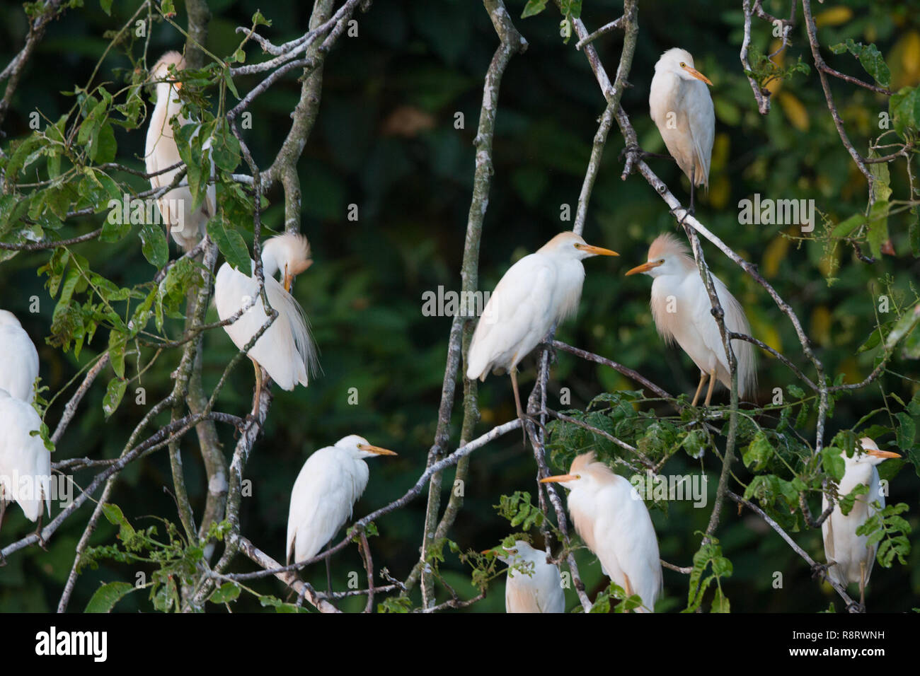 Airone guardabuoi (Bubulcus ibis) Foto Stock