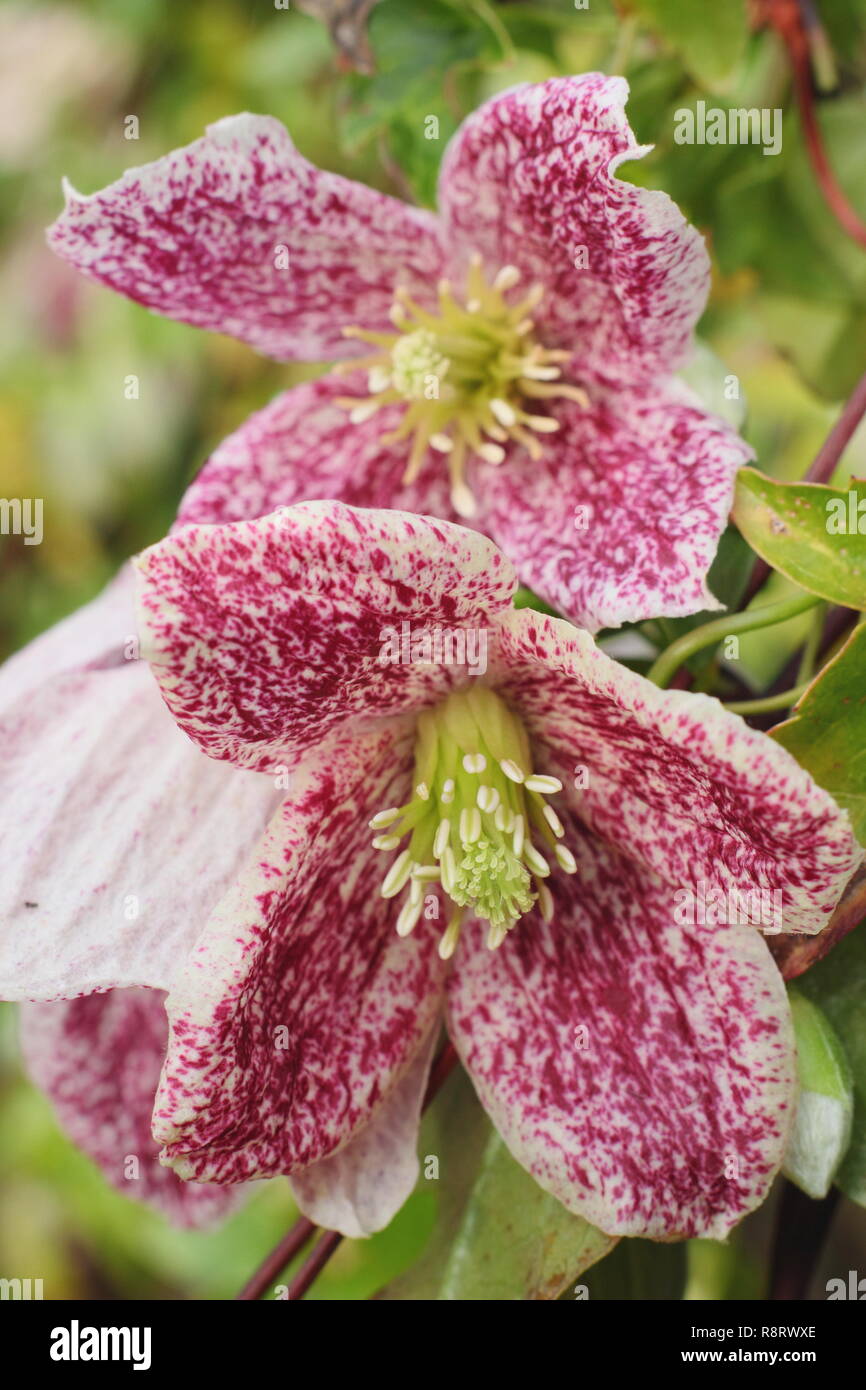 Clematis cirrhosa var. purpurascens 'lentiggini'. La clematide 'lentiggini' fioritura in inverno - Dicembre, REGNO UNITO Foto Stock