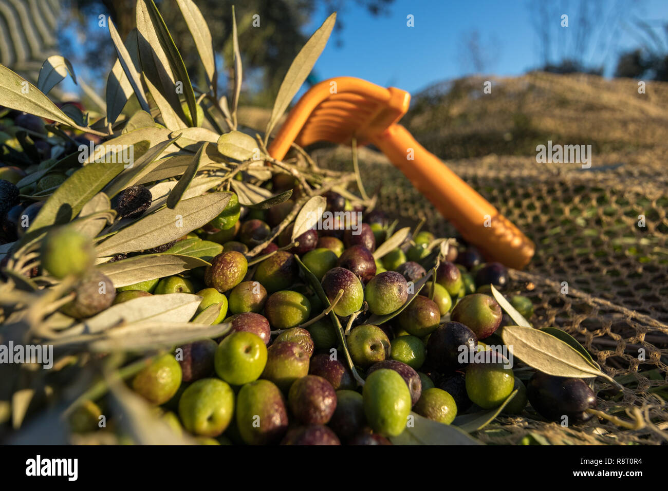 Il rastrello con raccolta olive organici in italiano Farm e Orchard Foto Stock